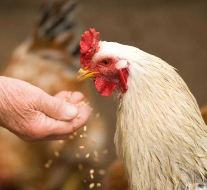 Куры минеральных вод. Цыпленок вырос в петуха. Feeding Chickens. Цыпленок can your Pet.